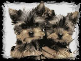   Yorkies  