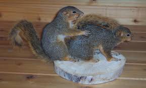   Humping   Squirrels  Humping   Squirrels