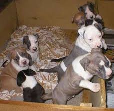   American Staffordshire Terrier      