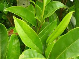Catechins – Green Tea - via Daymix