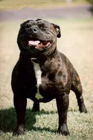 Staffordshire  Bull Terrier  