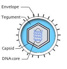 http://www.oralgen.lanl.gov/oralgen/bacteria/hhv1/herpes.diagram.jpg