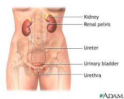  Urinary Tract Infection 