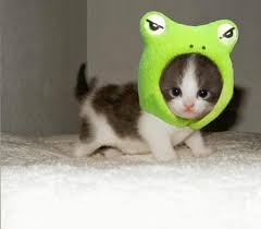 cute kittys