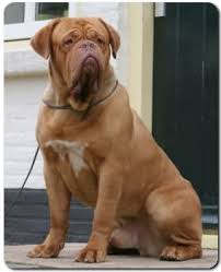      Francesa de  Dogo   de  Burdeos   