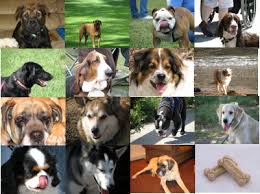 Dog Breed Photo Samples: - via Daymix