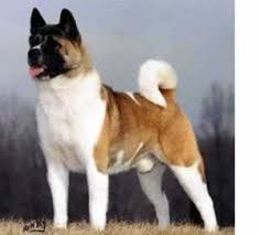 Learn all about  Akita   dogs