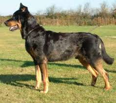 The Beauceron