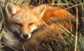 Red Fox Vulpes vulpes