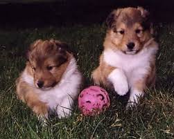   Puppies   really are the animal    