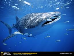 The whale shark, Rhincodon - via Daymix
