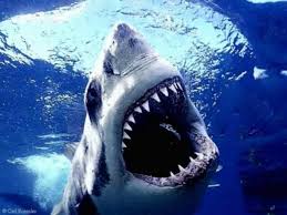 Shark Week–AHHH! - via Daymix