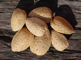 Almonds are oval and flattened in