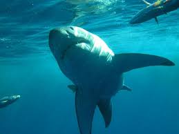 Great White Sharks - via Daymix