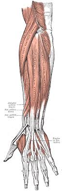 superficial muscles of back of - via Daymix