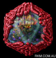 http://www.mcb.uct.ac.za/tutorial/kightley/westnile250.jpg