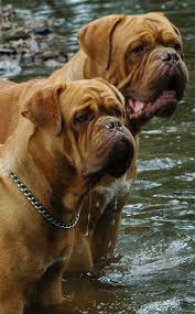   Dogue   De Bordeaux puppies are for    