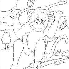 Cute monkey