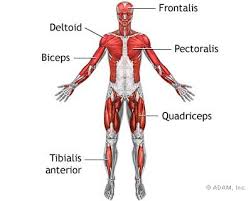 Superficial Anterior Muscles - via Daymix