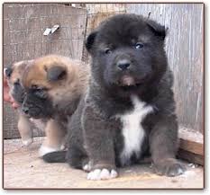  AKITA   The head of a bear