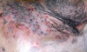  Pustules  in a dog with