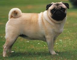 Pug - via Daymix