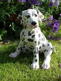      word that dogs  Dalmatian   