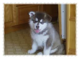       alaskan malamute   puppies and    