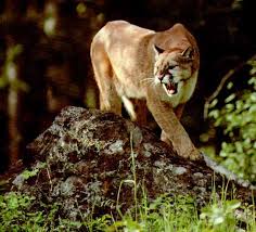   mountain lion   vs bobcat VidArena    