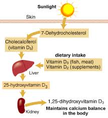 Vitamin D metabolism - via Daymix