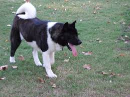 File  Akita   black and  white   jpg    