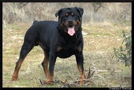   Rottweiler   is the active selection