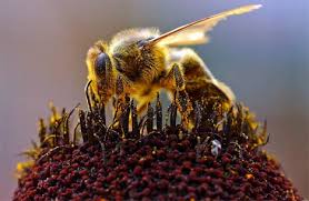 decline in bee colonies - via Daymix