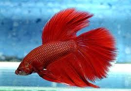 Fish or Betta splendens,