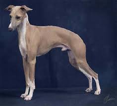 The  Italian Greyhound   Club of    