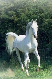 Origination of the Arabian Breed