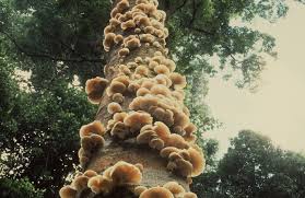 Luminous  fungi   Photo Glenn Threlfo    