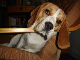 Send us your Beagle picture or add