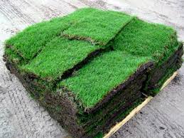 Landscaping or Sod?