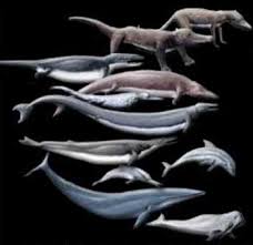 Evolution Of Whales - via Daymix