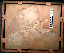   Archaeopteryx   siemensii