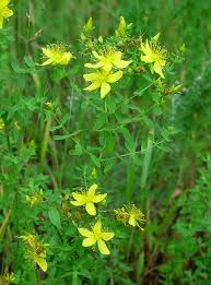 http://www.missouriplants.com/Yellowopp/Hypericum_perforatum_plant.jpg