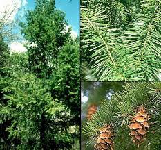 Etimología: Pseudotsuga