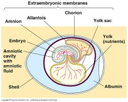   amniotic   egg