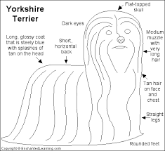 The  Yorkshire Terrier   is a small