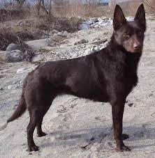   Australian Kelpie   foto    
