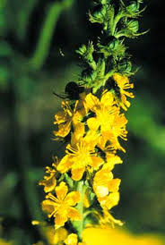  Agrimony 