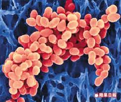 廣華兒科病房再爆MRSA