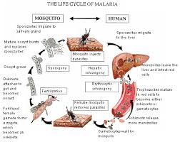 What is malaria? - via Daymix