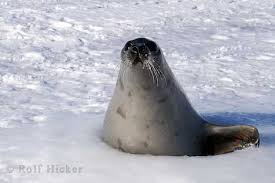   Funny Animal  